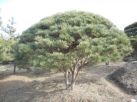 트리디비 - 한국 조경수 협회가 추천하는 명품 반송, 조형소나무, 공작단풍 구경하세요. 트리디비(treedb)