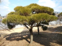 트리디비 - 30년생 이상 A급 반송, 조형소나무(한국조경수협회 추천농장) 직거래합니다. 트리디비(treedb)