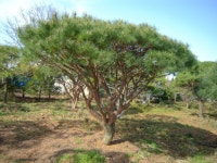 트리디비 - 한국조경수 협회 추천 반송, 조형소나무 농장입니다. 트리디비(treedb)