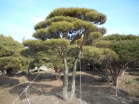 트리디비 - 한국조경수 협회 추천 반송, 조형소나무 농장입니다. 트리디비(treedb)