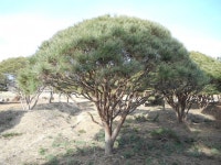 트리디비 - 한국조경수 협회 추천 반송, 조형소나무 농장입니다. 트리디비(treedb)