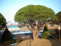 트리디비 - 한국조경수 협회 추천 반송, 조형소나무 농장입니다. 트리디비(treedb)