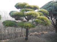 트리디비 - 30년생 이상 A급 반송, 조형소나무(한국조경수협회 추천농장) 트리디비(treedb)