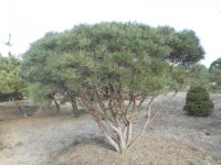 트리디비 - 30년생 이상 A급 반송, 조형소나무(한국조경수협회 추천농장) 트리디비(treedb)