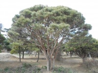 트리디비 - 30년생 이상 반송, 조형소나무(한국조경수 협회 추천농장) 트리디비(treedb)