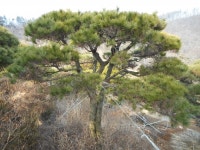 트리디비 - 30년생 이상 반송, 조형소나무(한국조경수 협회 추천농장) 트리디비(treedb)