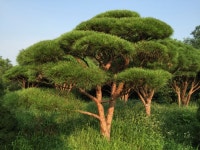 트리디비 - 30년생 이상 반송, 조형소나무(한국조경수 협회 추천농장) 트리디비(treedb)