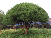 트리디비 - 30년생 이상 반송, 조형소나무(한국조경수 협회 추천농장) 트리디비(treedb)