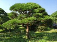 트리디비 - 30년생 이상 반송, 조형소나무(한국조경수 협회 추천농장) 트리디비(treedb)