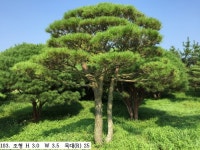 트리디비 - A 급 30년생 이상 반송, 조형소나무(2015년 8월 업데이트) 트리디비(treedb)