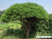 트리디비 - A 급 30년생 이상 반송, 조형소나무(2015년 8월 업데이트) 트리디비(treedb)