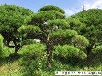 트리디비 - 30년생 이상 A급 반송, 조형소나무(한국조경수협회 추천농장) 직거래합니다. 트리디비(treedb)