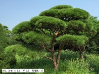 트리디비 - A 급 30년생 이상 반송, 조형소나무(한국조경수협회 추천) 트리디비(treedb)