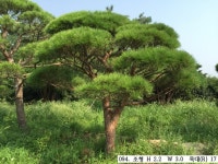 트리디비 - A 급 30년생 이상 반송, 조형소나무(한국조경수협회 추천) 트리디비(treedb)