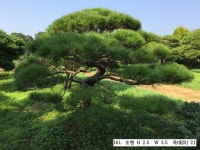 트리디비 - A 급 30년생 이상 반송, 조형소나무(한국조경수협회 추천) 트리디비(treedb)