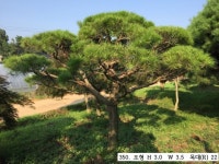 트리디비 - A급 30년생이상 반송, 조형소나무 구경하세요. 트리디비(treedb)