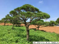 트리디비 - 30년생 이상 A급 반송, 조형소나무(한국조경수협회 추천농장) 트리디비(treedb)