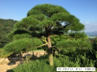 트리디비 - 30년생 이상 A급 반송, 조형소나무(한국조경수협회 추천농장) 트리디비(treedb)