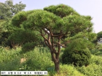 트리디비 - 30년생 이상 A급 반송, 조형소나무(한국조경수협회 추천농장) 트리디비(treedb)