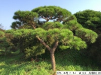 트리디비 - 30년생 이상 A급 반송, 조형소나무(한국조경수협회 추천농장) 트리디비(treedb)