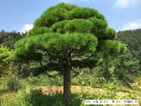 트리디비 - 30년생 이상 A급 반송, 조형소나무(한국조경수협회 추천농장) 트리디비(treedb)