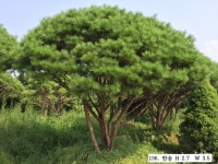 트리디비 - 30년생 이상 A급 반송, 조형소나무(한국조경수협회 추천농장) 직거래합니다. 트리디비(treedb)