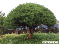 트리디비 - 30년생 이상 A급 반송, 조형소나무(한국조경수협회 추천농장) 직거래합니다. 트리디비(treedb)