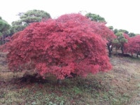 트리디비 - A급 공작단풍 800여주(10~35점) 트리디비(treedb)