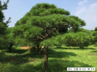 트리디비 - 한국 조경수협회가 추천하는 소나무 전문 농장입니다. 트리디비(treedb)