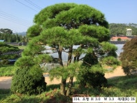 트리디비 - 30년생 이상 A급 반송, 조형소나무 구경하세요. 트리디비(treedb)