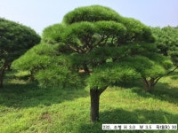 트리디비 - 30년생 이상 A급 반송, 조형소나무(한국조경수협회 추천농장) 트리디비(treedb)
