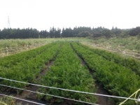 트리디비 - ◆◆ 야자수(워싱턴,코코스,소철,당종려등),편백나무 트리디비(treedb)