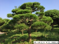 트리디비 - 30년생 이상 반송, 조형소나무(한국 조경수협회 추천) 트리디비(treedb)