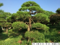 트리디비 - 30년생 이상 반송, 조형소나무(한국 조경수협회 추천) 트리디비(treedb)