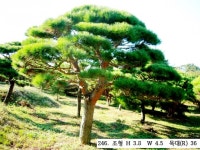 트리디비 - 30년생 이상 반송, 조형소나무(한국 조경수협회 추천) 트리디비(treedb)