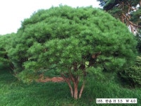 트리디비 - 30년생 이상 A급 반송(한국조경수협회 추천농장) 트리디비(treedb)