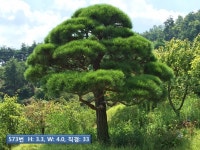 트리디비 - A급 반송,조형소나무,공작단풍,느티나무,코니카 등 트리디비(treedb)