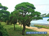 트리디비 - A급 반송,조형소나무,공작단풍,느티나무,코니카 등 트리디비(treedb)