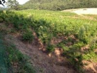 트리디비 - (제주도, 전남 해남군) 편백 판매합니다 트리디비(treedb)