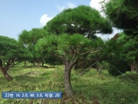 트리디비 - 조형소나무 A급 30년생 이상 트리디비(treedb)