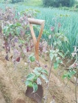 트리디비 - 미산딸접 특묘목 분양 합니다. 트리디비(treedb)
