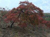 트리디비 - 가부리형 공작단풍 트리디비(treedb)