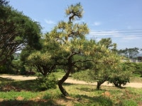 트리디비 - 황금소나무 성목 트리디비(treedb)