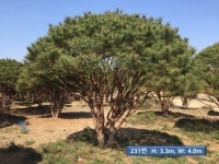 트리디비 - 반송 A급(30~40년생) 트리디비(treedb)