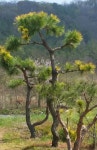 트리디비 - 안수농원 특수목 황금소나무 판매합니다. 트리디비(treedb)