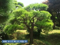 트리디비 - A급 조형소나무(30~40년생) 트리디비(treedb)