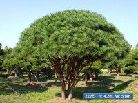 트리디비 - A급 고급 반송(30~40년생) 판매 트리디비(treedb)