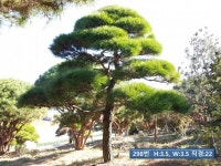 트리디비 - A급 고급 조형소나무(30~40년생) 판매합니다 트리디비(treedb)