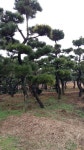 트리디비 - 곡이 좋은 해송 20~25점 (분재형)
