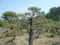 트리디비 - [부산]★조형 작품 소나무  해송 미니정원수★ 트리디비(treedb)